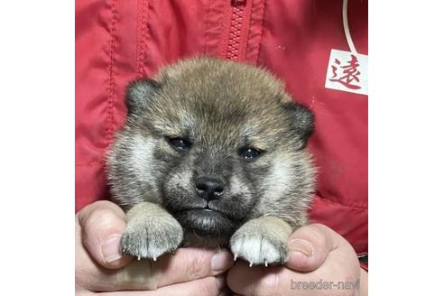 成約済の千葉県の柴犬-211267の5枚目
