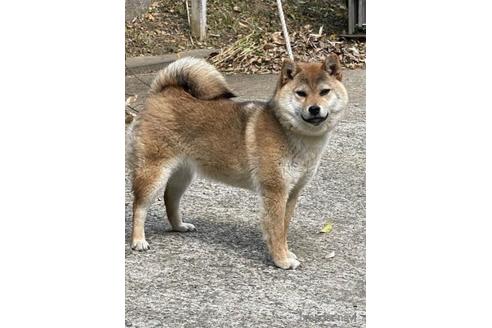 成約済の千葉県の柴犬-211267の4枚目