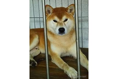 成約済の千葉県の柴犬-211269の5枚目