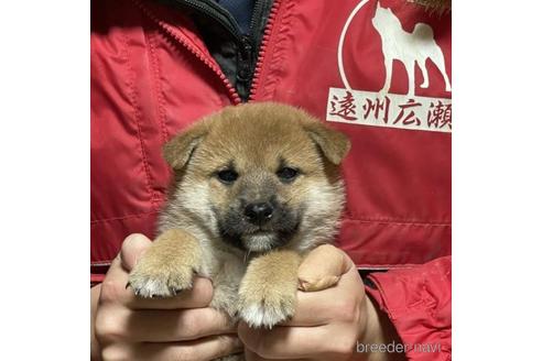 成約済の千葉県の柴犬-211269の1枚目