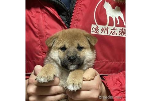 成約済の千葉県の柴犬-211269の2枚目