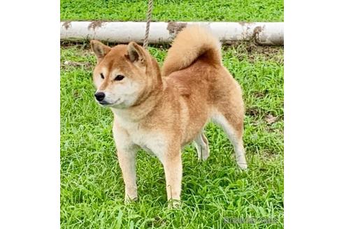 成約済の千葉県の柴犬-211269の4枚目