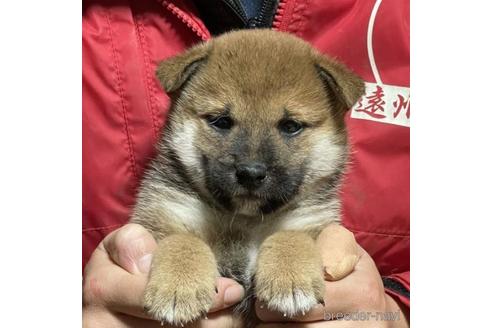 成約済の千葉県の柴犬-211270の2枚目