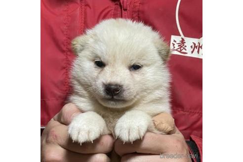 成約済の千葉県の柴犬-211275の2枚目