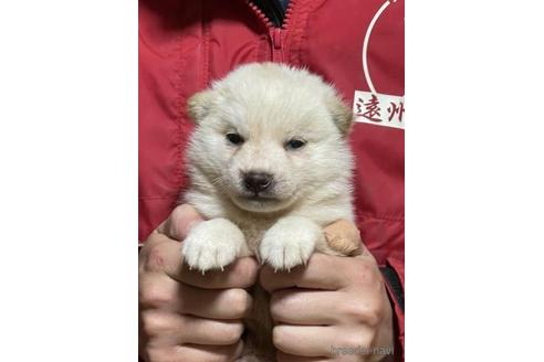 成約済の千葉県の柴犬-211275の1枚目