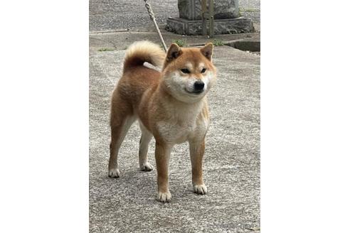 成約済の千葉県の柴犬-211275の3枚目