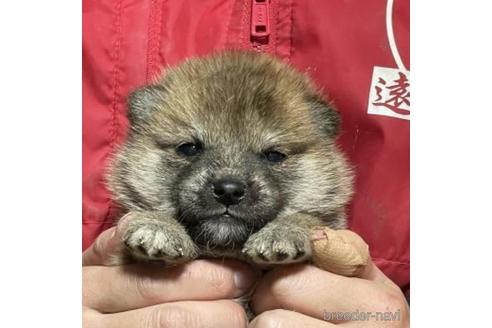 成約済の千葉県の柴犬-211278の2枚目