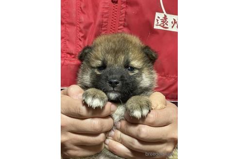 成約済の千葉県の柴犬-211278の1枚目