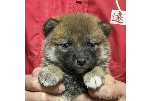 成約済の千葉県の柴犬-211283の1枚目