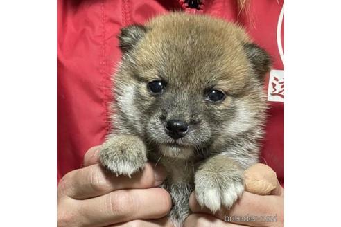 成約済の千葉県の柴犬-211284の1枚目