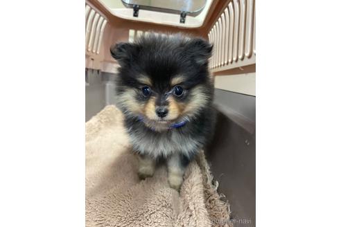 成約済の愛媛県のミックス犬-211311の3枚目