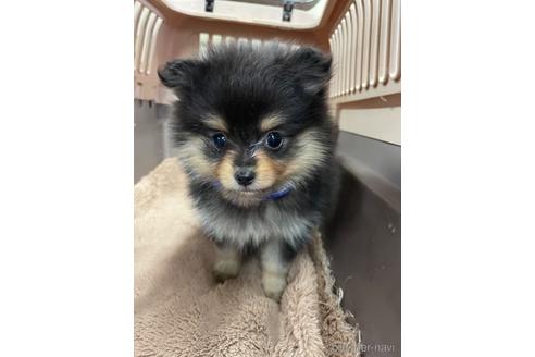 成約済の愛媛県のミックス犬-211311の4枚目