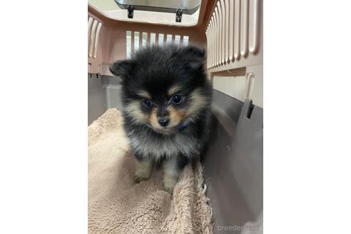 成約済の愛媛県のミックス犬-211311の5枚目