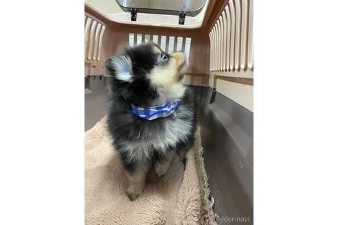 成約済の愛媛県のミックス犬-211311の6枚目