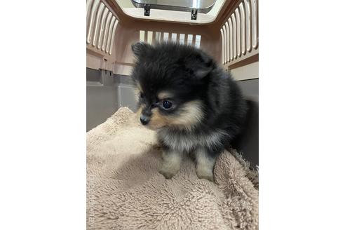 成約済の愛媛県のミックス犬-211311の2枚目