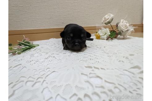 成約済の広島県のチワワ(スムースコート)-211314の23枚目
