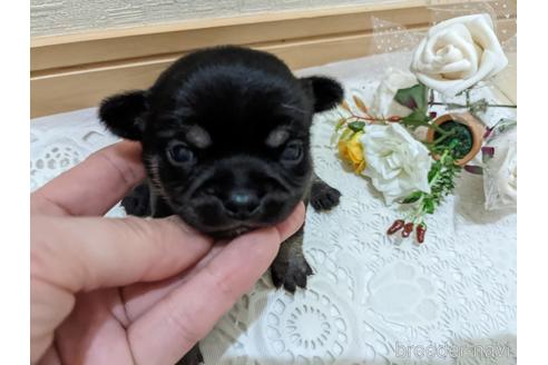 成約済の広島県のチワワ(スムースコート)-211314の22枚目