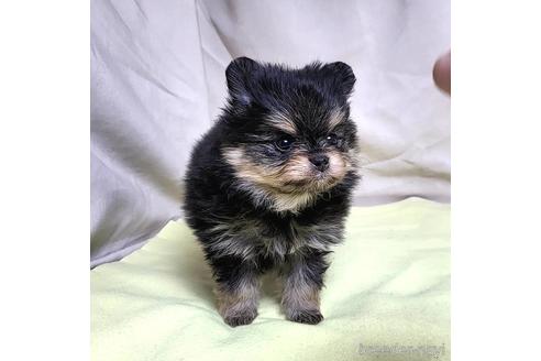 成約済の茨城県のポメラニアン-208793の6枚目