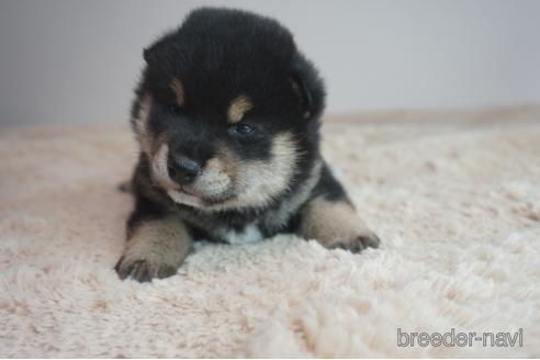 成約済の奈良県の柴犬-211363の1枚目