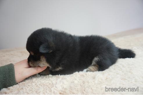 成約済の奈良県の柴犬-211363の5枚目