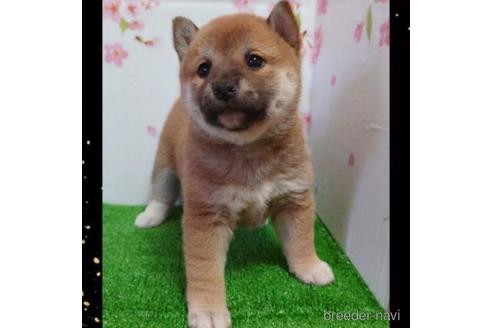 販売中の栃木県の柴犬-211374