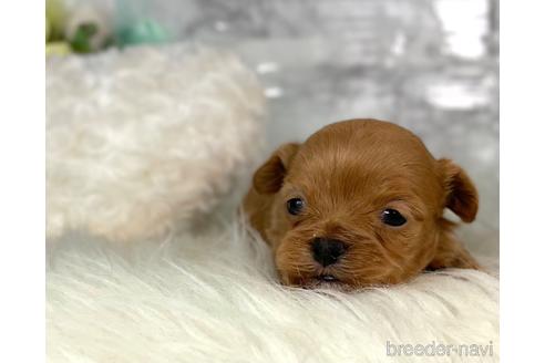 成約済の福岡県のチワプー:チワワ×トイプードル-209521の6枚目