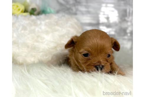 成約済の福岡県のチワプー:チワワ×トイプードル-209521の8枚目