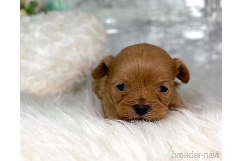 成約済の福岡県のチワプー:チワワ×トイプードル-209521の9枚目