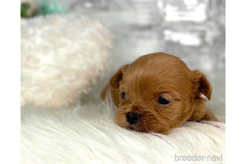 成約済の福岡県のチワプー:チワワ×トイプードル-209521の10枚目