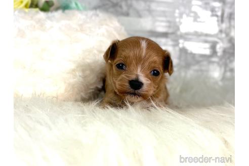 成約済の福岡県のチワプー:チワワ×トイプードル-209636の6枚目