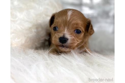 成約済の福岡県のチワプー:チワワ×トイプードル-209636の7枚目