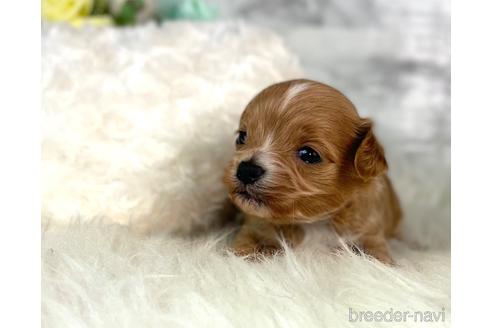 成約済の福岡県のチワプー:チワワ×トイプードル-209636の8枚目