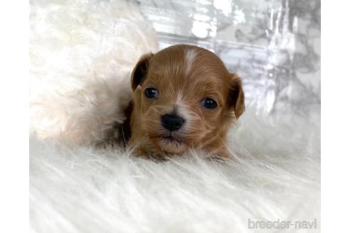 成約済の福岡県のチワプー:チワワ×トイプードル-209636の9枚目