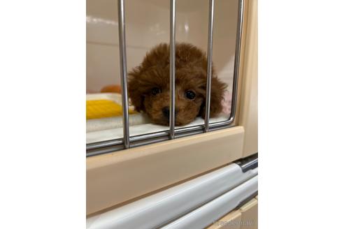 成約済の愛媛県のトイプードル-207797の2枚目