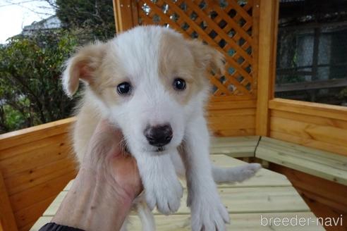 レッド ホワイトのボーダーコリーの子犬を探す ブリーダーナビ