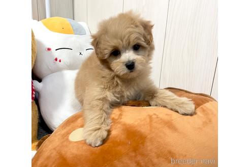 成約済の千葉県のポメプー:ポメラニアン×トイプードル-206128の4枚目