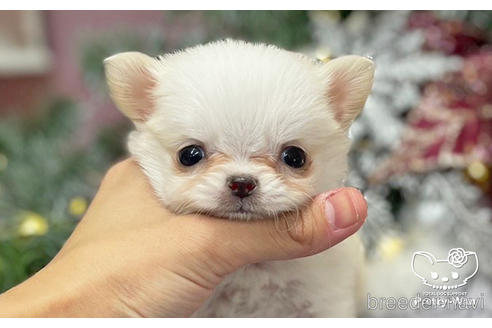 成約済の愛知県のチワワ(ロングコート)-208099