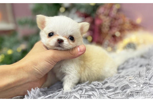 成約済の愛知県のチワワ(ロングコート)-208099の2枚目