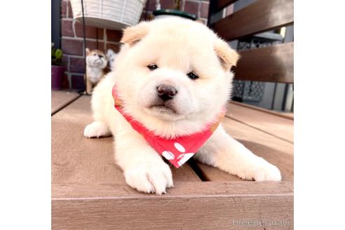 成約済の埼玉県の柴犬-211547の5枚目