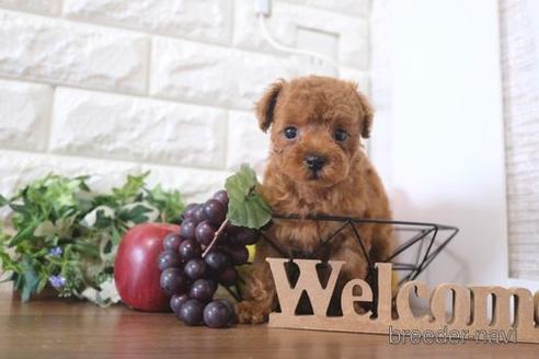 成約済の滋賀県のトイプードル-209492の1枚目