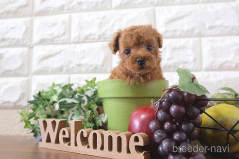 成約済の滋賀県のトイプードル-209492の6枚目