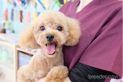 成約済の滋賀県のトイプードル-209492の4枚目