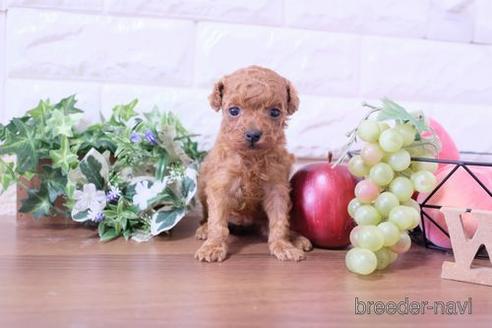 成約済の滋賀県のトイプードル-209492の3枚目