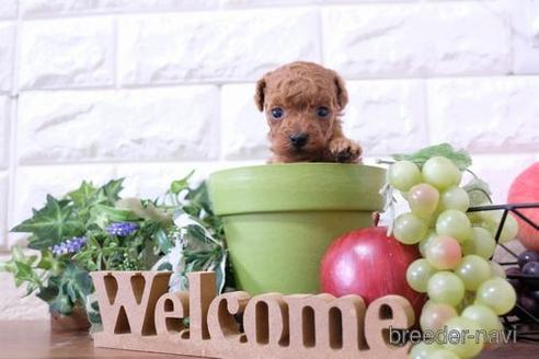 成約済の滋賀県のトイプードル-209492の2枚目