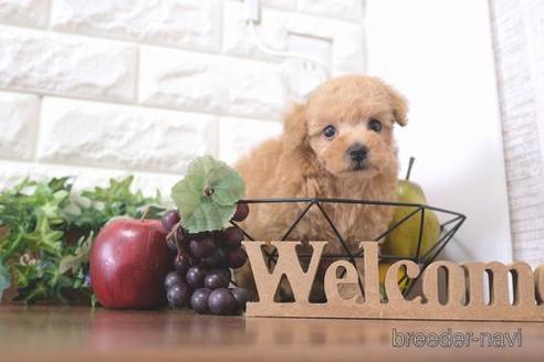 成約済の滋賀県のトイプードル-209530の1枚目