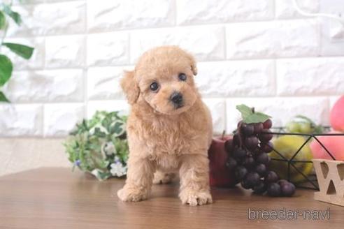 成約済の滋賀県のトイプードル-209530の6枚目