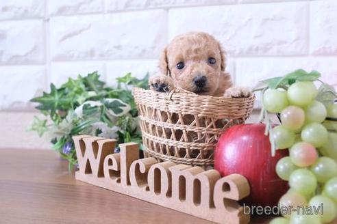 成約済の滋賀県のトイプードル-209530の3枚目