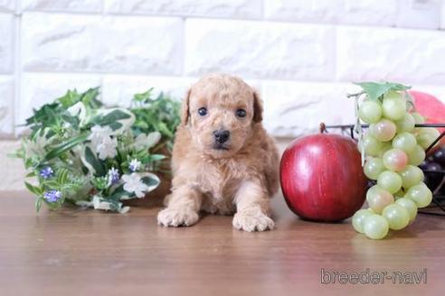 成約済の滋賀県のトイプードル-209530の2枚目