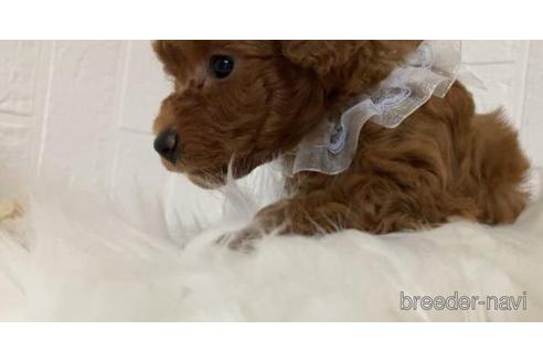 成約済の千葉県のトイプードル-211564の2枚目