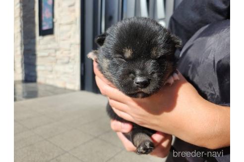 成約済の長崎県の柴犬-211572の2枚目